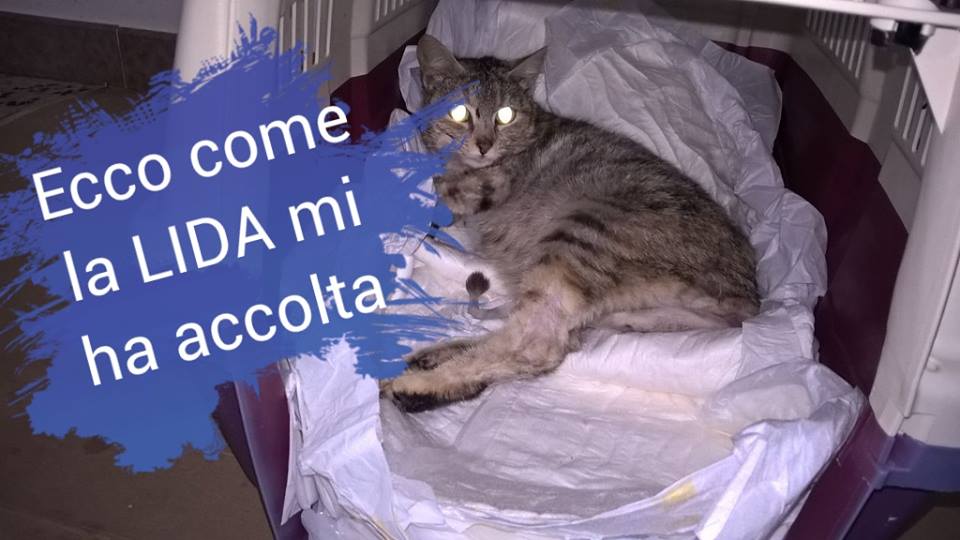 fortunella gatto lida